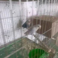 چند جفت کوتوله با جوجه عروس هلندی با تخم و جوجه