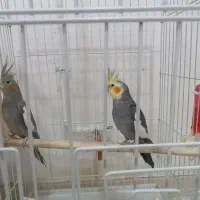 طوطی عروس|پرنده|رشت, تازه آباد|دیوار