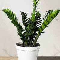 گل و گیاه طبیعی