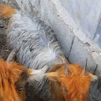 دوتا بیگ ماده خوشکل