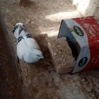 معاوضه شامی نرباشامی ماده