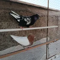 کفتر دورنگ|پرنده|الوند, |دیوار