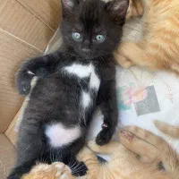 گربه|گربه|رشت, نامجو|دیوار