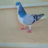 کبوتر سرخ‌کاکلی ساده‌افشان شامی|پرنده|بجنورد, |دیوار