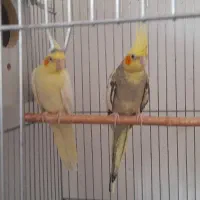 یک جفت عروس هلندی مولد بایک جوجه بالغ|پرنده|کنگاور, |دیوار