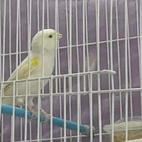 ۴ عدد قناری|پرنده|تربت‌حیدریه, یحیی آباد|دیوار