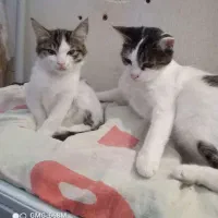 واگذاری ۴ گربه|گربه|اردبیل, |دیوار