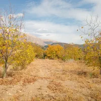 فروش-زمین-هزار-متری-عرض-23-سروک-گلستان