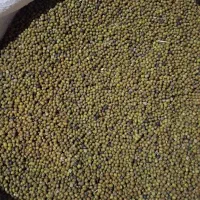 ماشک امسال باشت|عمده‌فروشی|بوستان, |دیوار