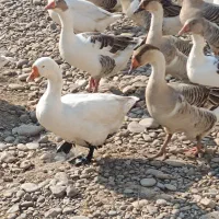 غوغاز و غاز|حیوانات مزرعه|سنگر, |دیوار