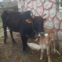 گاووگوساله نر چالوسی         ورزا لیشه