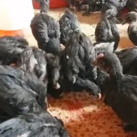 فروش جوجه‌ مرغ و خروس مرندی