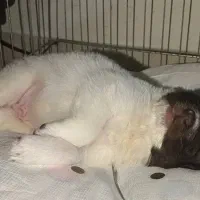 سگ با قفس|سگ|رشت, کوی طالقانی|دیوار