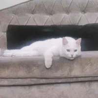 واگذاری گربه کامل سفید و نژاد دار