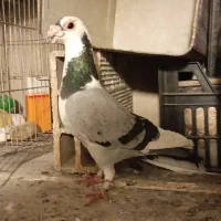 کبوتر المانی