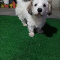 سگ  شیتزو مالتیز 1ساله.. ماده