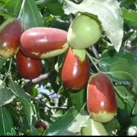 نهال عناب، اوکراینی، درخت میوه، گلخانه، نهالستان|خدمات باغبانی و درختکاری|مشهد, خواجه ربیع|دیوار