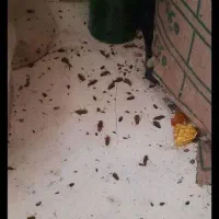 شرکت سمپاشی سوسک ساس موش باضمانت تضمینی نقاط مشهد