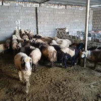 ۳۰عدد بره چاق درجه یک