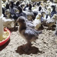 جوجه سلطان برهما لهستانی