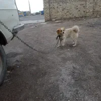 سگ بازیگوش پا کوتاه