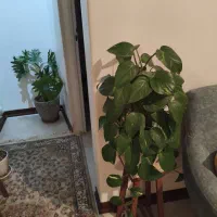 گلدان و پایه گدان|گل و گیاه طبیعی|لواسان, |دیوار