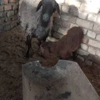 میش با بره و میش آبستن