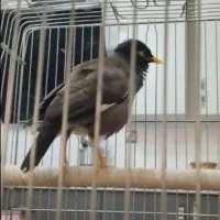 مینا سخنگو بالای 30 کلمه و جمله گو