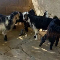 فروشی فوری با موتور معاوضه میشود