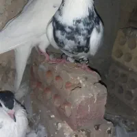 جفت طوقی درشت