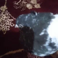 کفتر|پرنده|آباده, |دیوار