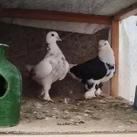 کبوتر تیپی و پرشی|پرنده|آق قلا, |دیوار