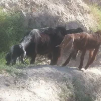 بزباد وکهره نر