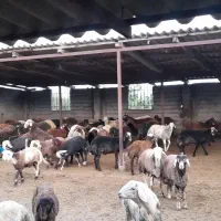 بره برواری|حیوانات مزرعه|بندر گز, |دیوار