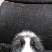 واگذاری رایگان چند تا بچه خرگوش زیبا و بازیگوش|موش و خرگوش|آبادان, |دیوار