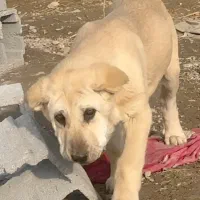 2 تا توله دزدیده شده|حیوانات|محمدبار, |دیوار