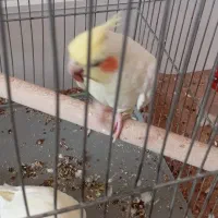 جفت عروس هلندی مولد|پرنده|فولادشهر, A6|دیوار