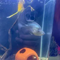 فلاور ابی تایسلیک|ماهی|تهران, نیروی هوایی (پیروزی)|دیوار