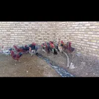 فروش ده عدد خروس محلی