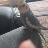 دو عدد عروس هلندی سخنگو