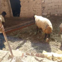 میش فروشی|حیوانات مزرعه|سده (خراسان جنوبی), |دیوار