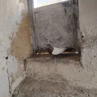 کفتر سینه ای نر|پرنده|آبیک, |دیوار