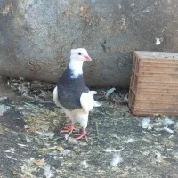 کبوتر رنگی المانی ناجلد|پرنده|گالیکش, |دیوار