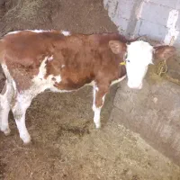فروش دو عدد گوساله نر و ماده