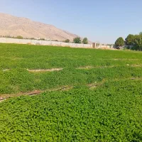 فروش زمین باغ شهری|فروش دفتر صنعتی، کشاورزی، تجاری|شیراز, بید زرد|دیوار