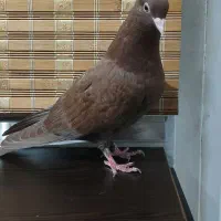 کفتر کبوتر سرخ