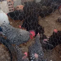 مرغ .خروس .جوجه‌