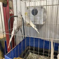 عروس هلندی|پرنده|صحنه, |دیوار