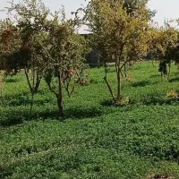 بادرود فراوان فروش ۱۲۰درخت انار|گل و گیاه طبیعی|اصفهان, براآن شمالی|دیوار