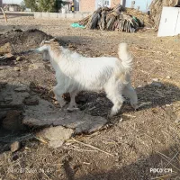 کهره نر بز